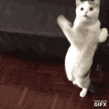 Cat Dance GIF - Cat Dance Notice Me GIFs