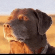 a close up of a brown dog 's face with its eyes closed .