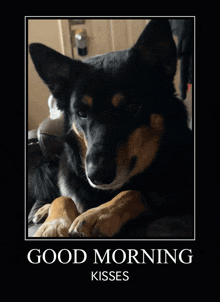 Good Morning Good Morning Dogs GIF