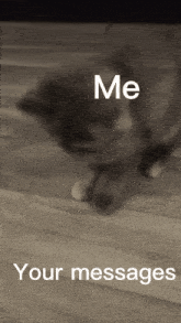 Discord Cat GIF - Discord Cat Confused GIFs