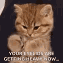Hypnotized Kitty GIF - Hypnotized Kitty Cat GIFs
