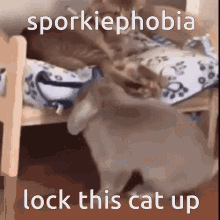 Sporciel Cat GIF - Sporciel Cat Bunny GIFs