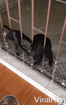 Adorable Puppies Unlikely Friends GIF