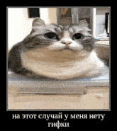 a gray and white cat laying on top of a white box with a foreign language written on the bottom