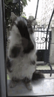 Kitty Cat GIF - Kitty Cat Let Me In GIFs