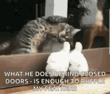 chicks henpecked cats funny funnygifs