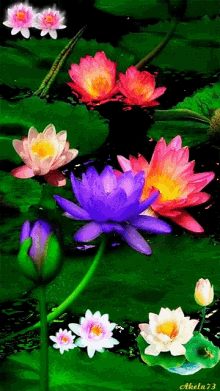 Flowers Pond GIF - Flowers Pond Lily GIFs