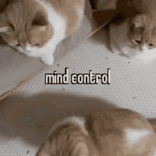 Animals With Captions Mind Control GIF - Animals With Captions Mind Control Cat GIFs