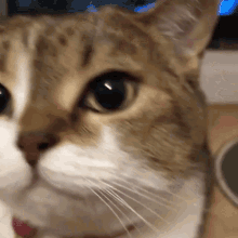 a close up of a cat 's face with a blurred background