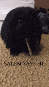 a picture of a black rabbit with the words salem says hi