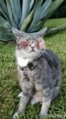 Cool Cat Sunglasses Cat GIF - Cool Cat Sunglasses Cat Summer Vibes GIFs