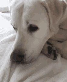 Dogs Pets GIF - Dogs Pets Nose GIFs