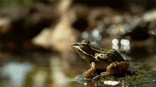 Frog Jumping Veritasium GIF