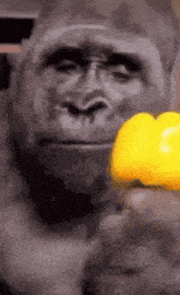 a gorilla is eating a yellow pepper .