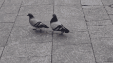 Me & My Bestie GIF - Birds Animals Strolling GIFs