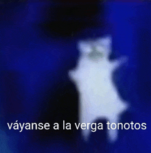 Tonotos Vayanse A La Verga Tonotos GIF - Tonotos Vayanse A La Verga Tonotos Tonoto GIFs