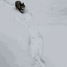 Corgi Snow GIF - Corgi Snow GIFs