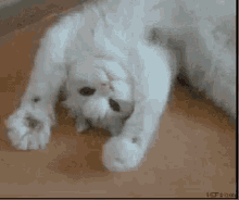 かわいい GIF - Cat Paws Closeopen GIFs