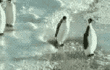 Penguin Slap GIF - Penguin Slap Fall GIFs