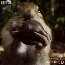 Eating Chilling GIF - Eating Chilling Bbc GIFs