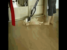 Vacuum Cat GIF - Comedy Vacuum Cat GIFs