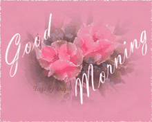 good morning pink rose