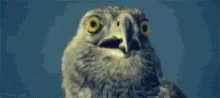 What Eagle GIF - What Eagle GIFs