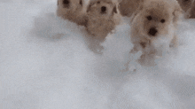 Dogs Puppies GIF - Dogs Puppies GIFs