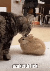 a cat licking a small rabbit with a caption that says azukeith lick