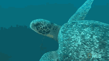 swimming world turtle day a day worth shellabrating nat geo wild turtle