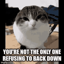 Youre Not The Only One Refusing To Back Down GIF - Youre Not The Only One Refusing To Back Down GIFs
