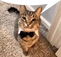 a cat wearing a bow tie is sitting on a carpeted floor