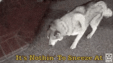 Sneeze At GIF - Dog Wolf Sneeze GIFs