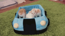 Kittens In Car GIF - Cats Kittens Car GIFs