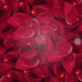 a close up of a red flower with a light shining through the petals