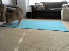 Funny Animal Dogs GIF - Funny Animal Dogs Pigs In A Blanket GIFs