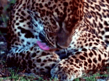 Leopard Lick GIF