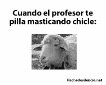 Cuando El Profesor Te Pilla Masticando Cliche GIF - Stare Sheep Cute GIFs