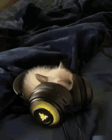 Cat Headphones GIF - Cat Headphones Cute GIFs