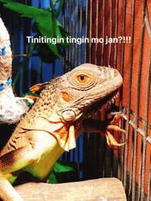 Tingin Iguana GIF - Tingin Iguana Lizard GIFs