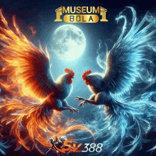 a poster for museum bola with two roosters fighting