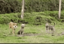 Play Dogs GIF - Play Dogs Animals GIFs