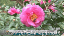 Charming New Species Of Camellia Hsin Zhu Taiwan 魅力茶花 GIF - Charm魅力 GIFs