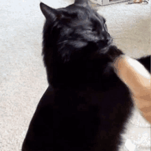 Cat Slap GIF - Cat Slap Cat Slap Cat GIFs