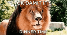 a lion with the words ok damit it 's dinner time on it