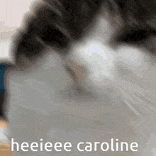 Funky Cat Gc Hi Caroline GIF - Funky Cat Gc Hi Caroline Caroline GIFs