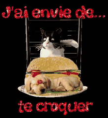 Croquer GIF - Croquer Burger Cat GIFs