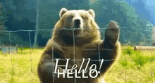 a bear is standing on its hind legs behind a fence and waving its paw .