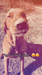 Eater Dog GIF - Eater Dog Im Fr An Eater GIFs