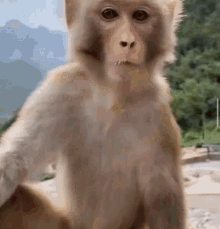 Backtoyourlovin Monkey GIF - Backtoyourlovin Monkey GIFs